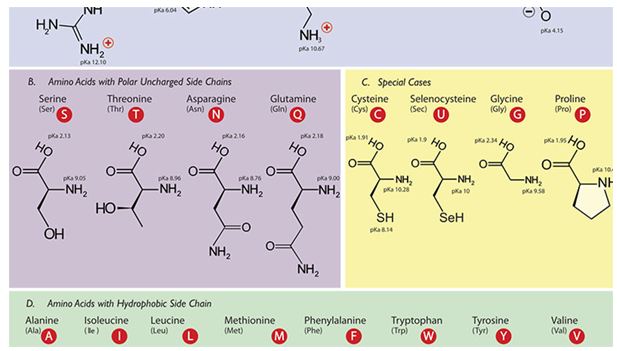 dong-phan-amino-axit