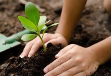Bài phát biểu Tết trồng cây năm 2021 (3 mẫu)
