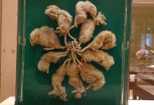 Hiện mẫu vật “vua chuột” được lưu giữ tại bảo tàng.