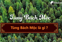 menh-tung-bach-moc-nghia-la-gi