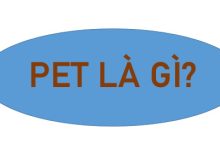 [ĐỊNH NGHĨA] Pet Là Gì? Top 6 Loại “Pet” Nuôi Trong Nhà Được Yêu Thích Nhất Hiện Nay