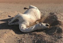Vì sao không được phép chạm vào xác lạc đà chết trong sa mạc?
