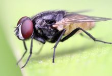 Có nên vứt bỏ thức ăn ngay khi có ruồi đậu vào?