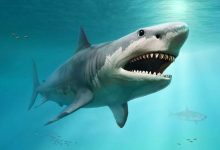 1001 thắc mắc: Vì sao cá mập không có xương?