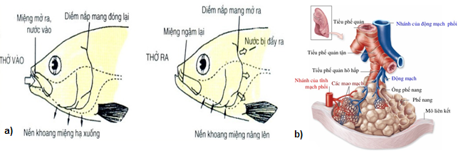 Hô hấp bằng mang ở cá (a) và bằng phổi ở chim, thú (b)