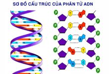Mô tả cấu trúc không gian của ADN