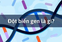 Đột biến gen là gì?