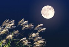 Bài văn tả một đêm trăng đẹp ngắn gọn lớp 5 hay nhất
